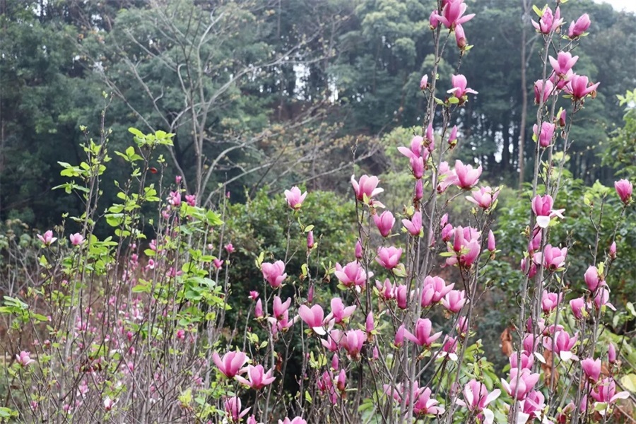 新年登山，步步高升 ‖ 亚洲午夜精品A片久久WWW慈禧-女人张开腿让男人添-亚洲国产欧美日韩人成-乱肉YIN荡系列合集TXT-天天撸日日夜夜开启2021奋斗之旅